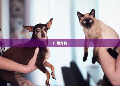 广州宠物 -第1张-狗狗百科-宝佳网