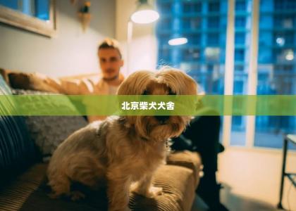 北京柴犬犬舍 -第1张-狗狗百科-宝佳网