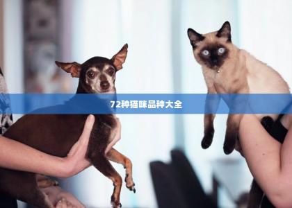 72种猫咪品种大全 -第1张-狗狗百科-宝佳网