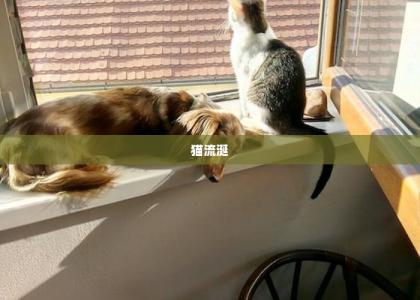 猫流涎 -第1张-狗狗百科-宝佳网