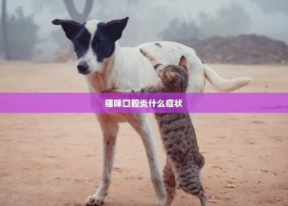 猫咪口腔炎什么症状 -第1张-狗狗百科-宝佳网