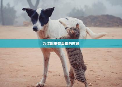 九江哪里有卖狗的市场 -第1张-狗狗百科-宝佳网