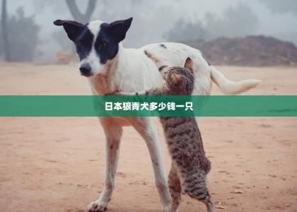 日本狼青犬多少钱一只 -第1张-狗狗百科-宝佳网