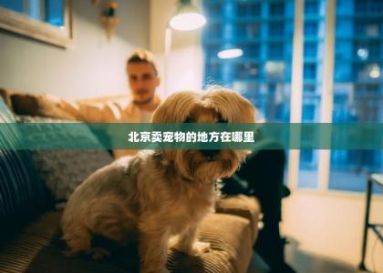 北京卖宠物的地方在哪里 -第1张-狗狗百科-宝佳网